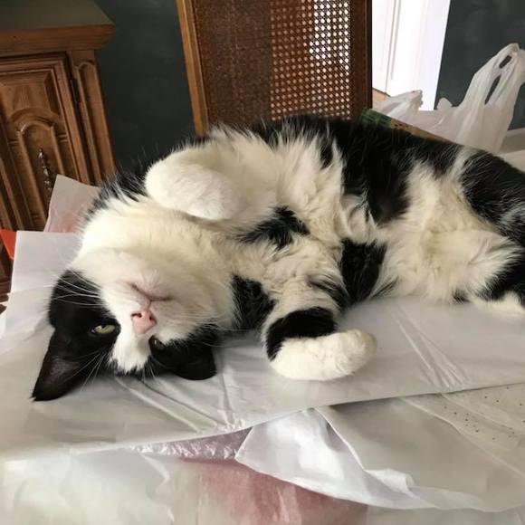 Meet your Posher, Judy - Picture 1 of 1